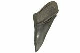 Partial Fossil Megalodon Tooth - Serrated Edge #327702-1